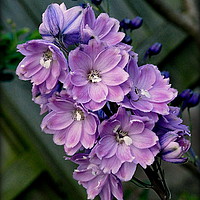 Buy canvas prints of "LILAC DELPHINIUM" by ROS RIDLEY