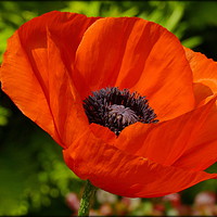 Buy canvas prints of "POPPY TIME AGAIN" by ROS RIDLEY