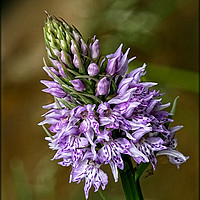 Buy canvas prints of "TINY PYRAMID ORCHID IN THE VERGE" by ROS RIDLEY