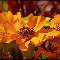Buy canvas prints of "SUNSHINE FLOWERS" by ROS RIDLEY