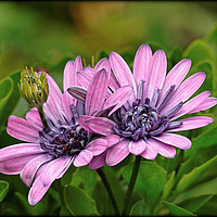 Buy canvas prints of "PURPLE OSTEOSPERMUM" by ROS RIDLEY