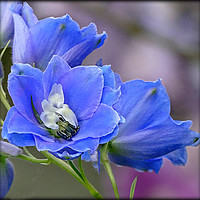 Buy canvas prints of "BLUE DELPHINIUM" by ROS RIDLEY