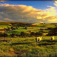 Buy canvas prints of "EVENING LIGHT ....TIME FOR THE SHEEP TO RETURN TO by ROS RIDLEY