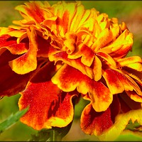Buy canvas prints of "ARTY MARIGOLD" by ROS RIDLEY