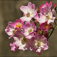 Buy canvas prints of "PINK MULTIFLORA ROSE" by ROS RIDLEY