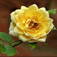 Buy canvas prints of "YELLOW ROSE" by ROS RIDLEY