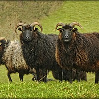 Buy canvas prints of "LONG-HORNED BLACK FACED SHEEP" by ROS RIDLEY