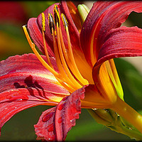 Buy canvas prints of "RED LILY" by ROS RIDLEY