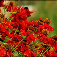 Buy canvas prints of "HELENIUM IN THE SUMMER BORDER" by ROS RIDLEY