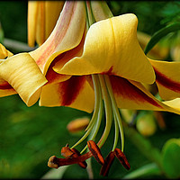 Buy canvas prints of "BEAUTIFUL LILIES" by ROS RIDLEY