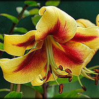 Buy canvas prints of "YELLOW AND RED LILY" 2 by ROS RIDLEY