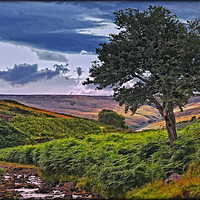 Buy canvas prints of "THE COLOURS OF THE MOORS" by ROS RIDLEY