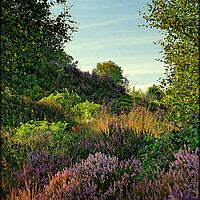 Buy canvas prints of "EVENING LIGHT ON THE HEATHER" by ROS RIDLEY