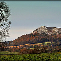 Buy canvas prints of "TREE OVERLOOKING ONE OF THE EILDON HILLS" by ROS RIDLEY