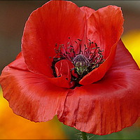 Buy canvas prints of "POPPY IN THE MARIGOLDS" by ROS RIDLEY