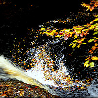 Buy canvas prints of "AUTUMN LEAVES AT THE WATERFALL" by ROS RIDLEY