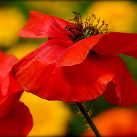 Buy canvas prints of "POPPY IN THE SUN" by ROS RIDLEY