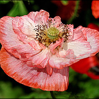 Buy canvas prints of "PEACH AND WHITE POPPY" by ROS RIDLEY