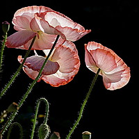 Buy canvas prints of "MORNING DEW ON THE POPPIES 2" by ROS RIDLEY