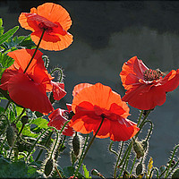 Buy canvas prints of "BACK LIT RED  POPPIES " by ROS RIDLEY