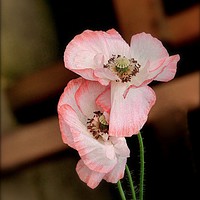 Buy canvas prints of "POPPIES ON THE CROSS" by ROS RIDLEY