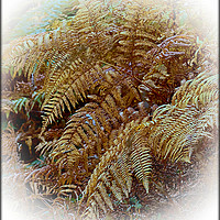 Buy canvas prints of "AUTUMN FERNS" by ROS RIDLEY