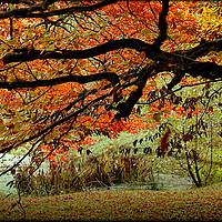 Buy canvas prints of "AUTUMN TREE AT THE LAKE SIDE" by ROS RIDLEY