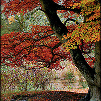 Buy canvas prints of "TREE AT THE LAKE" by ROS RIDLEY