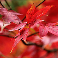 Buy canvas prints of "AUTUMN ACER" by ROS RIDLEY