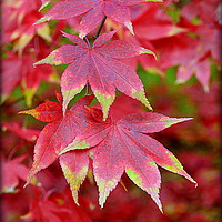 Buy canvas prints of "VARIEGATED AUTUMN ACER" by ROS RIDLEY