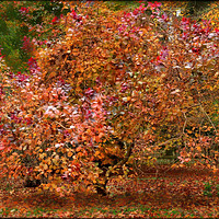 Buy canvas prints of "BEAUTIFUL MULTI-COLORED  AUTUMN TREE" by ROS RIDLEY