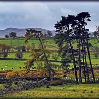 Buy canvas prints of "BUCOLIC SCENE IN THE LAKE DISTRICT" by ROS RIDLEY