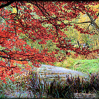 Buy canvas prints of "TREES AT THE LAKE SIDE " by ROS RIDLEY