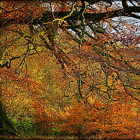 Buy canvas prints of "AUTUMN PALETTE " by ROS RIDLEY