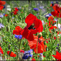 Buy canvas prints of "POPPY MEADOWS" by ROS RIDLEY