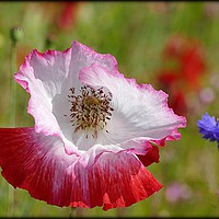 Buy canvas prints of "POPPY IN THE WILD FLOWER MEADOW" by ROS RIDLEY