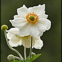 Buy canvas prints of "ANEMONE JAPONICA ALBA" by ROS RIDLEY