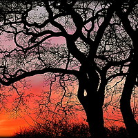 Buy canvas prints of "SUNRISE THROUGH THE TREES" by ROS RIDLEY