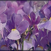 Buy canvas prints of "SOFT LILAC" by ROS RIDLEY