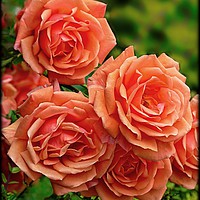 Buy canvas prints of "APRICOT ROSES" by ROS RIDLEY