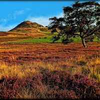 Buy canvas prints of "EVENING LIGHT ACROSS THE HEATHER ON THE NORTH YOR by ROS RIDLEY