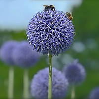 Buy canvas prints of "GIANT ALLIUM" by ROS RIDLEY