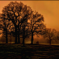 Buy canvas prints of "EVENING LIGHT IN THE MISTY PARK" by ROS RIDLEY