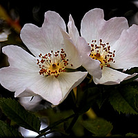Buy canvas prints of "DOG ROSE DUO" by ROS RIDLEY