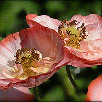 Buy canvas prints of "POPPIES IN THE SUN" by ROS RIDLEY