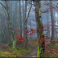 Buy canvas prints of "PATHWAY THROUGH THE FOG" by ROS RIDLEY