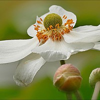 Buy canvas prints of "BEAUTIFUL ANEMONE JAPONICA ALBA" by ROS RIDLEY