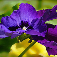 Buy canvas prints of "POLLEN-COVERED PANSIES" by ROS RIDLEY