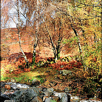 Buy canvas prints of "AUTUMN TREES BY THE STREAM" by ROS RIDLEY