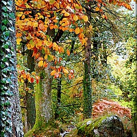 Buy canvas prints of "TAKE A PEAK INTO THE AUTUMN WOOD" by ROS RIDLEY